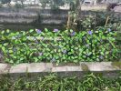 Simulation fence leaves wooden fence Retractable fence fake plant fence Garden yard decoration fence - Garden patio decorative fence-70*22*2CM